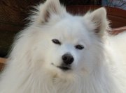 The truest embodiment I've known...a great noble herat open in and to every moment...truly named Shaman.