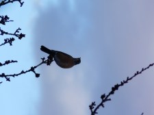 Flicker...free in a morning sky...