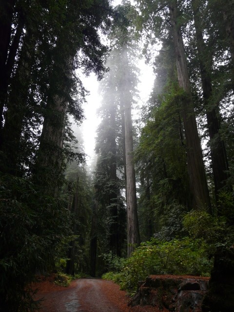 Redwoods WL