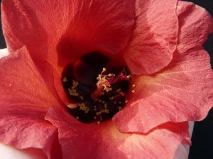 So close as to touch. Photo by Stephanie K. Nead